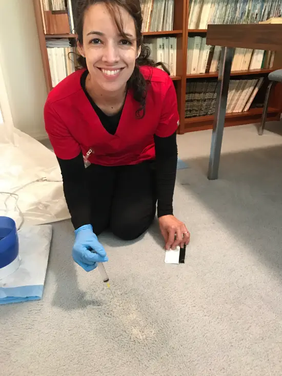 professional-carpet-dyeing-Dyebold